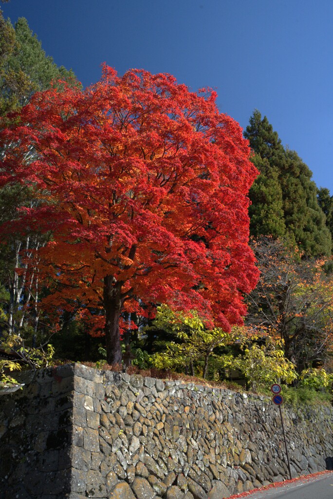 諏訪大社　4社巡り