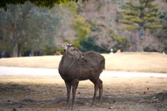 鹿　＠奈良公園