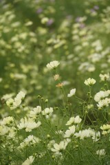 イエローキャンパス