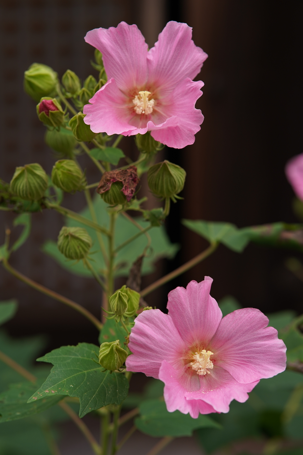 酔芙蓉