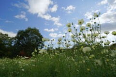 イエローキャンパス