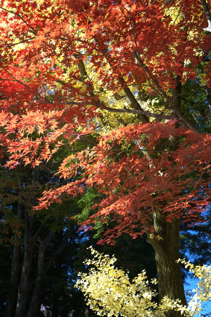 頭上のキラキラ