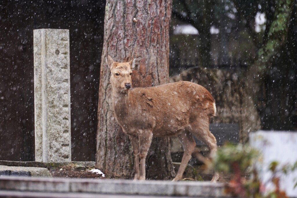 鹿さん 寒そう