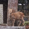 鹿さん 寒そう