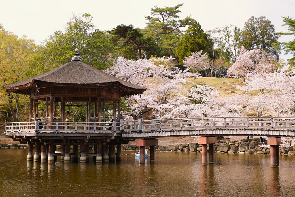 sakura ＠浮見堂