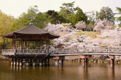 sakura ＠浮見堂