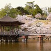 sakura ＠浮見堂
