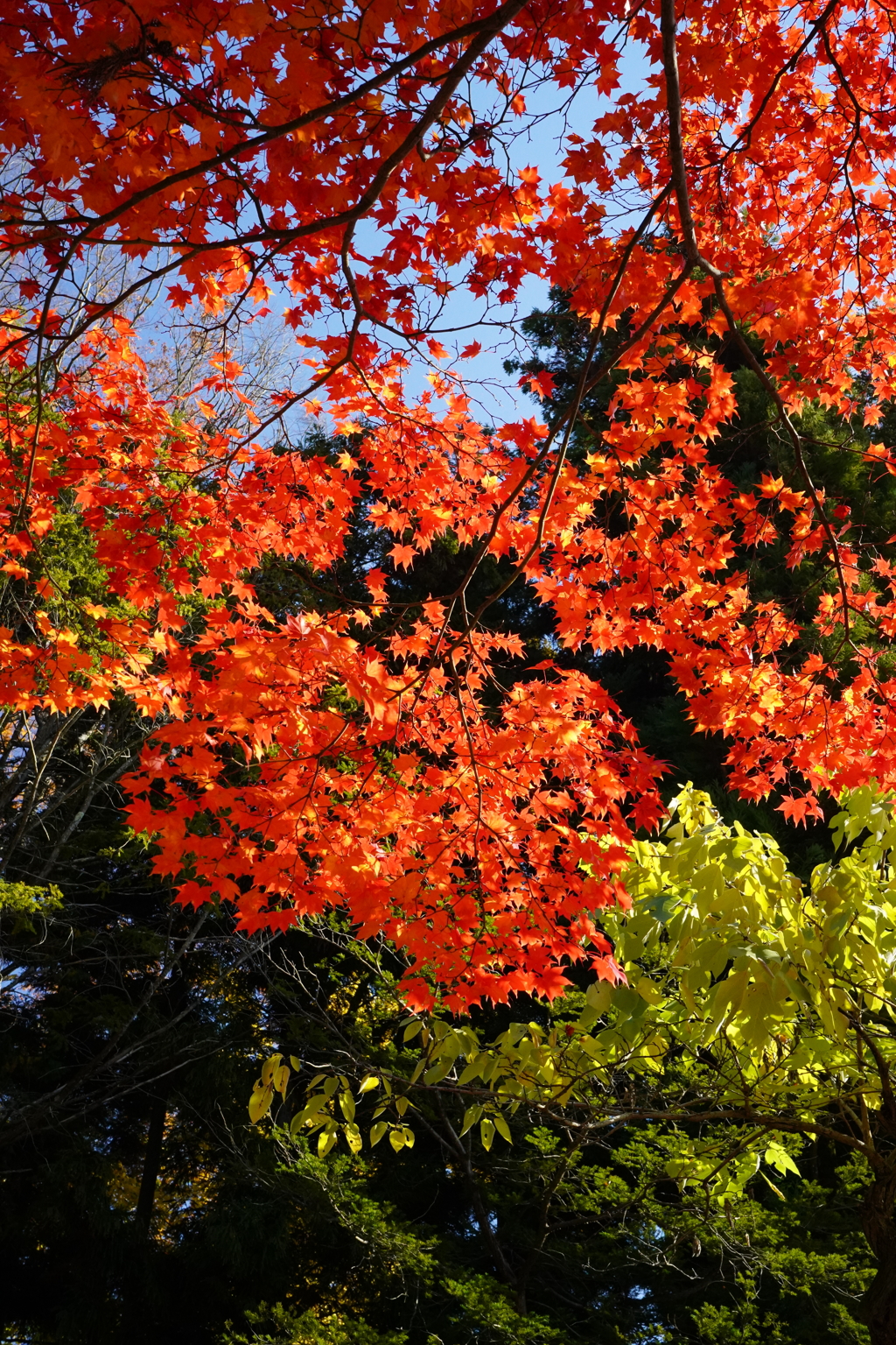 頭上のキラキラ