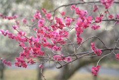 紅梅＠