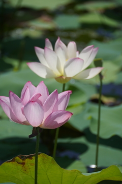 蓮の花
