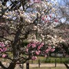梅 思いのまま