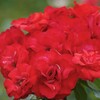 バラの花