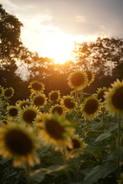 夕暮れ　ひまわり