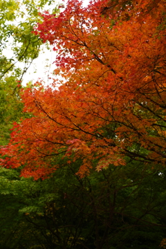 身近な紅葉