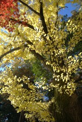 頭上のキラキラ