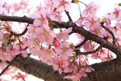 河津桜