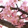 河津桜