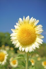 夏空に輝く白い笑顔