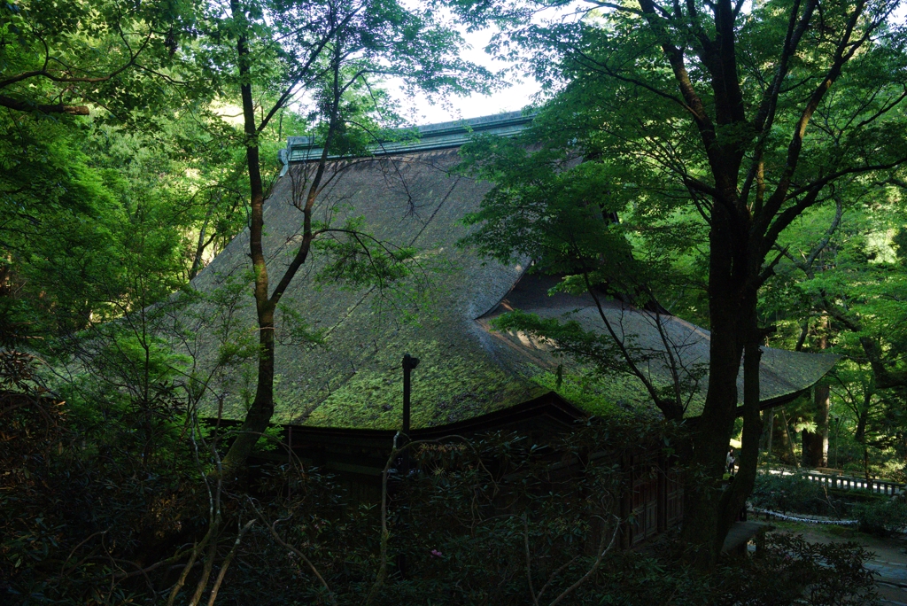 室生寺 森林浴