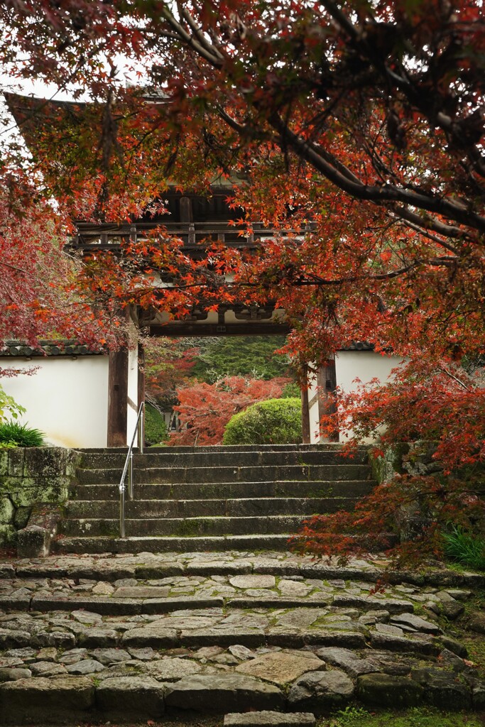 石段と紅葉の山門