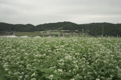 そばの花