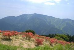 山とツツジ