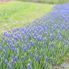 雨上がりの公園　お写んぽ