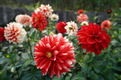 DAHLIA