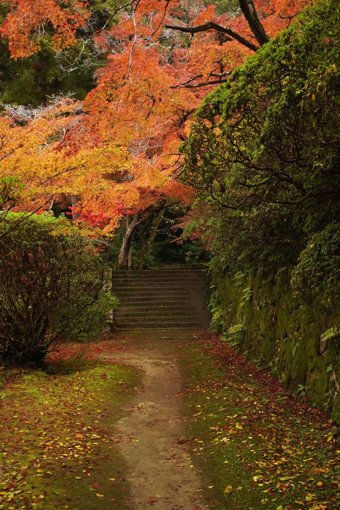 苔むす小径、紅葉のトンネル