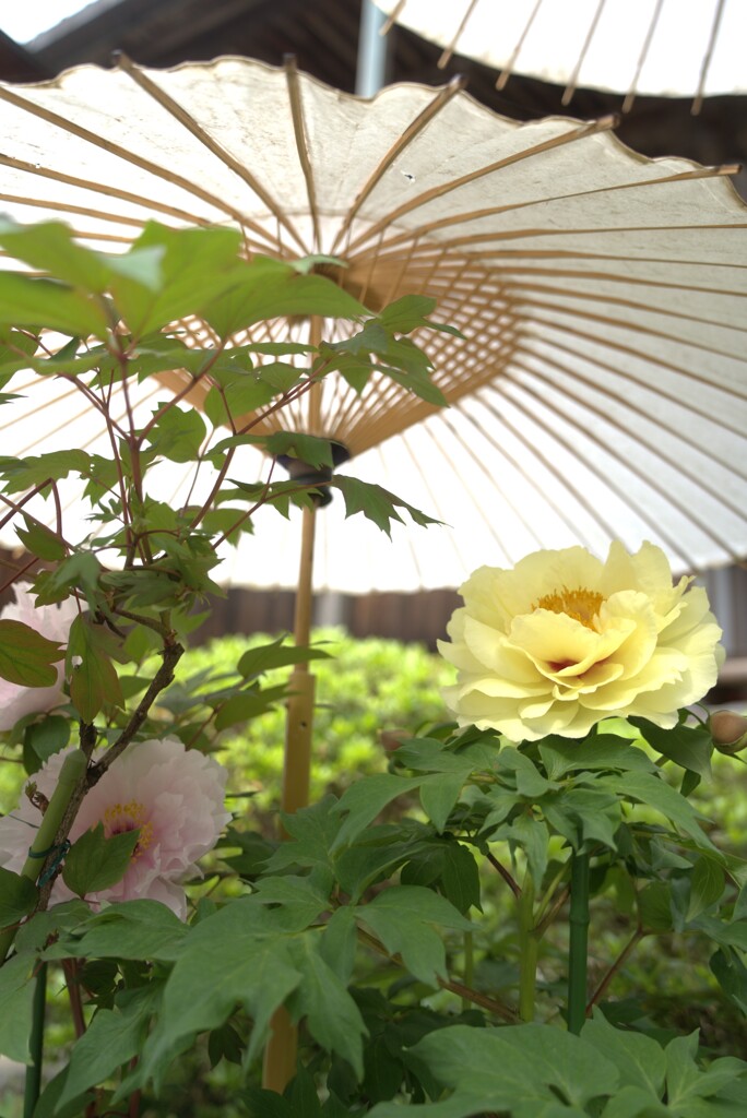 岡寺　牡丹