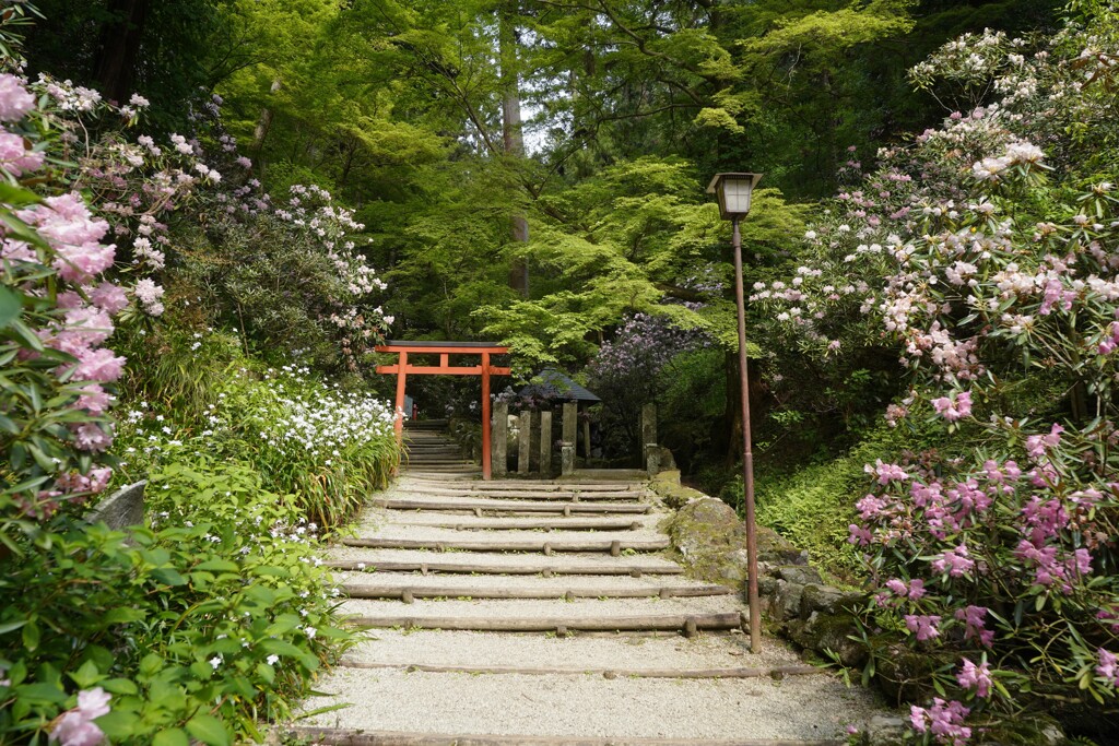 岡寺　石楠花