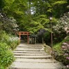 岡寺　石楠花