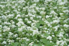 そばの花