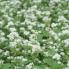 そばの花