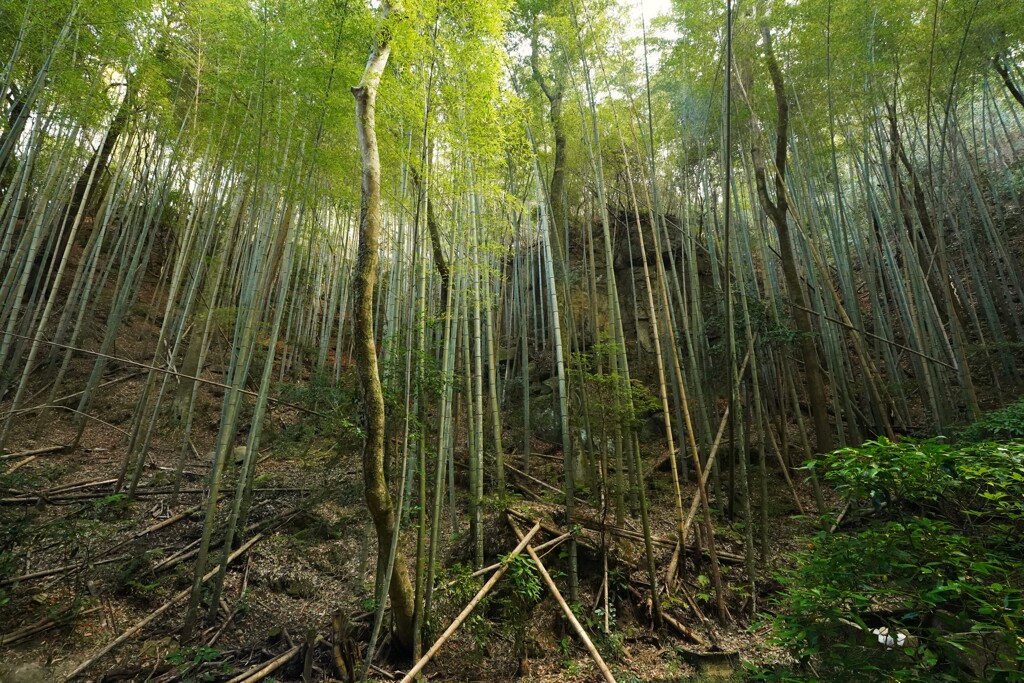 竹林と岩