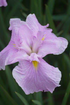 菖蒲