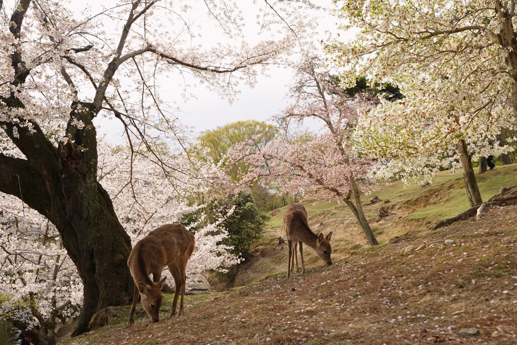 桜と鹿＠浮見堂