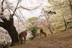 桜と鹿＠浮見堂