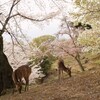 桜と鹿＠浮見堂