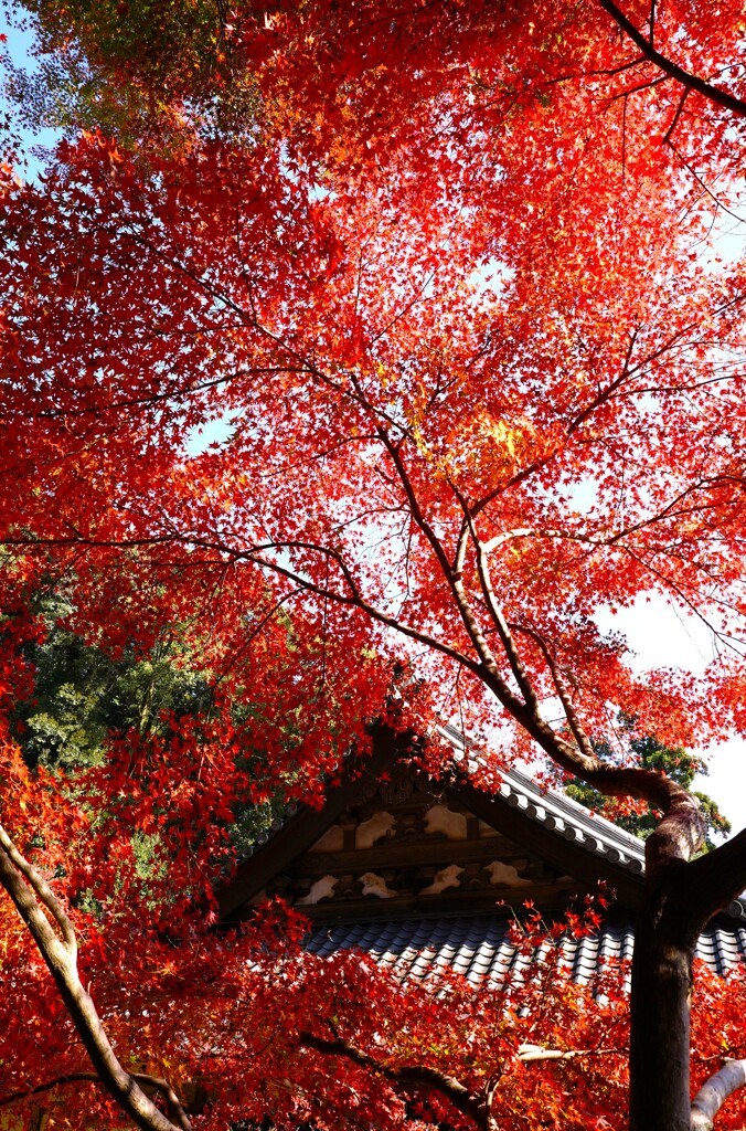 正歴寺 紅葉