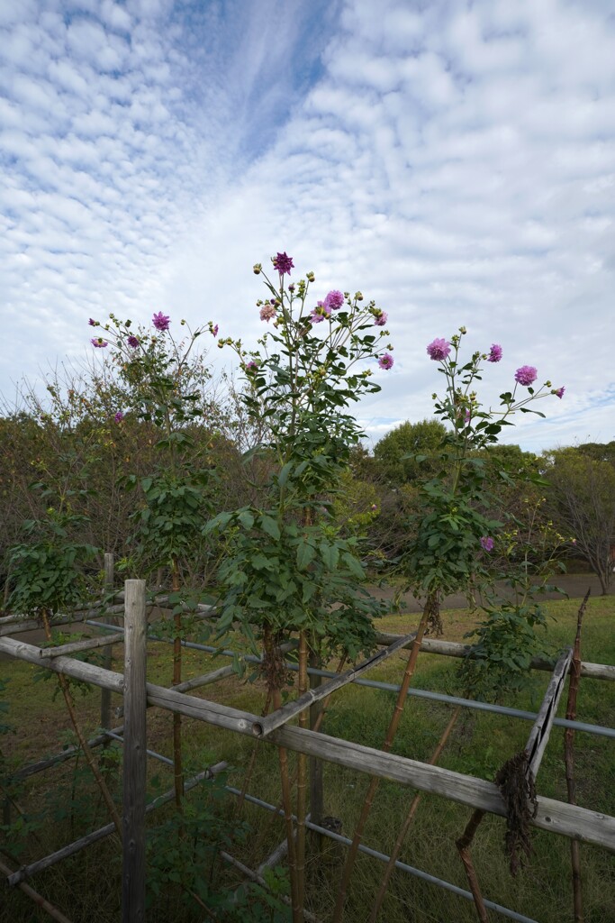 皇帝ダリア　成長中