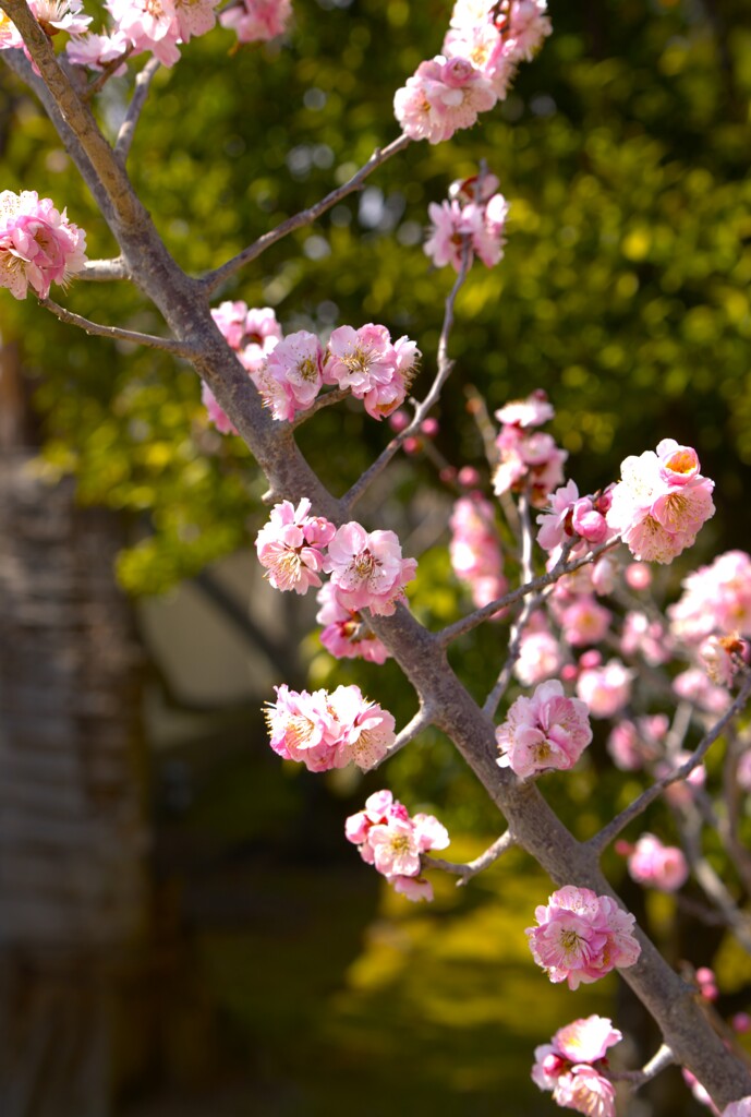 奈良文華館　梅