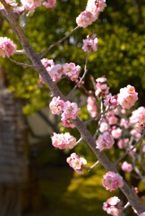 奈良文華館　梅