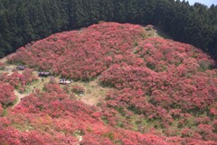 ツツジで真っ赤