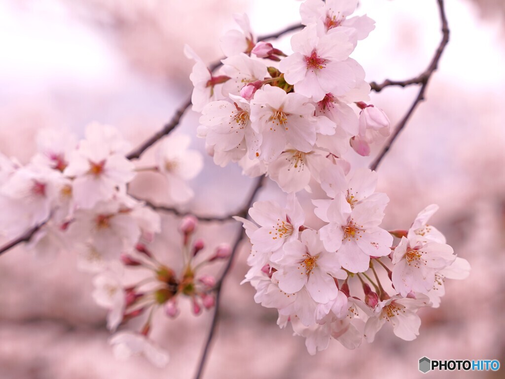 桜 満開でした！！