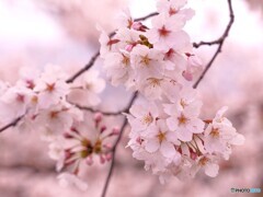 桜 満開でした！！