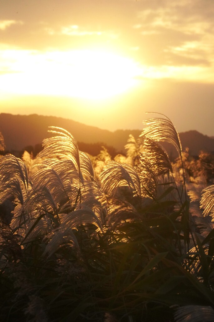 夕焼け すすき