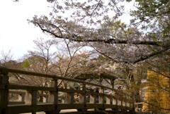 sakura ＠浮見堂