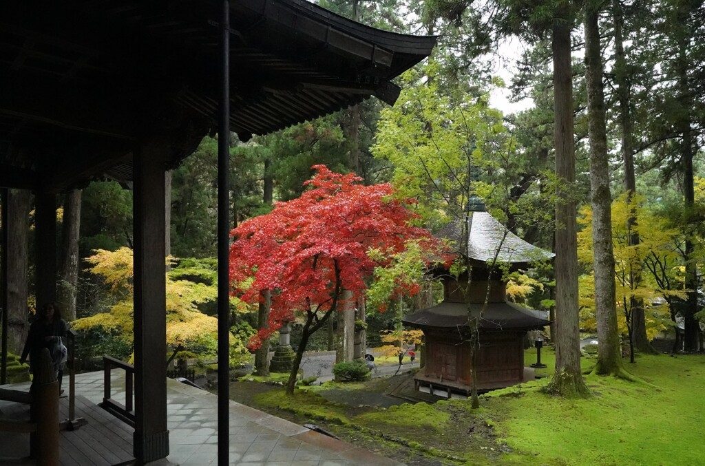 永平寺　雨と紅葉