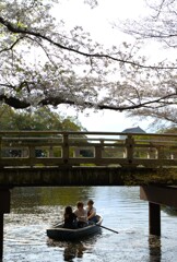 sakura ＠浮見堂